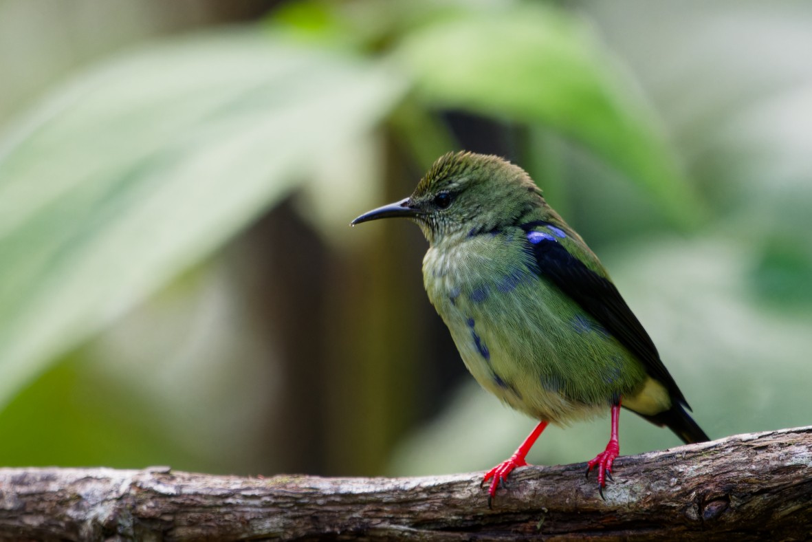 Red-legged Honeycreeper - ML645976297