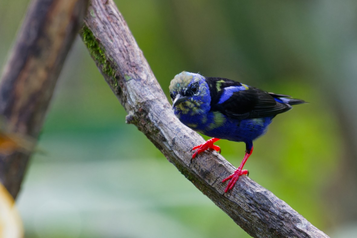 Red-legged Honeycreeper - ML645976298