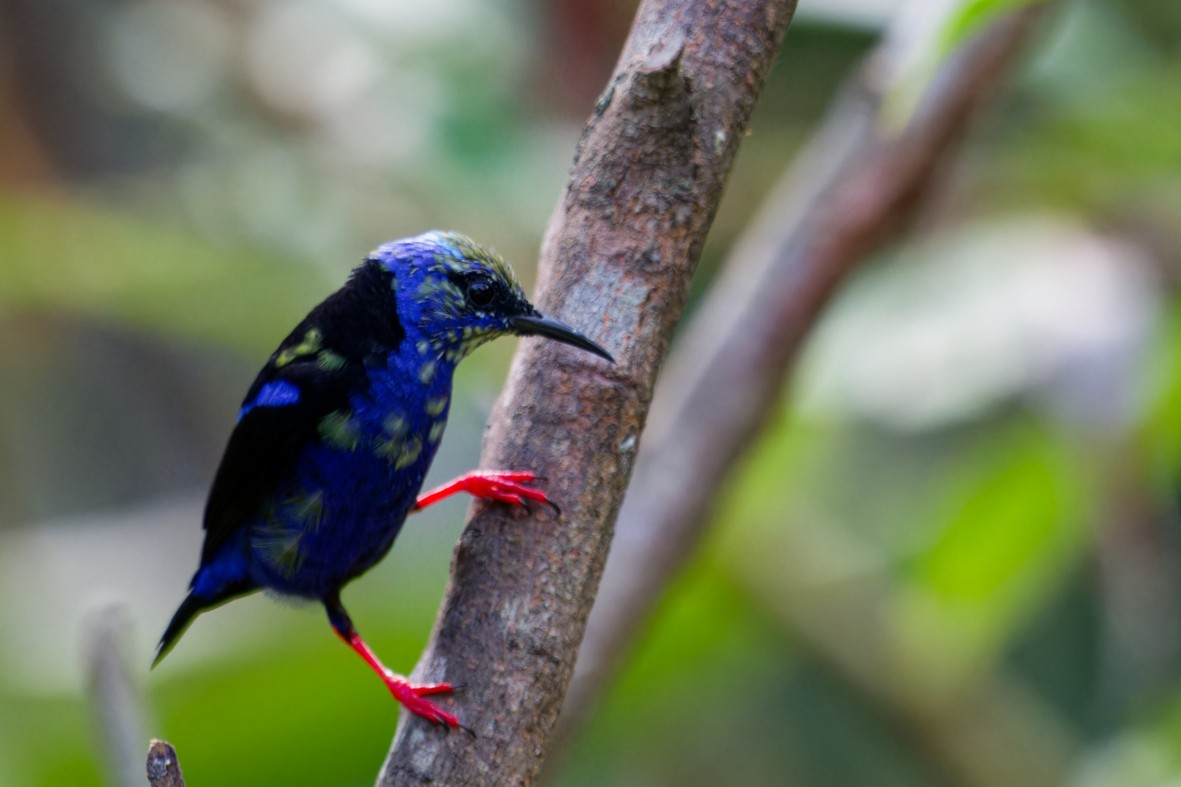Red-legged Honeycreeper - ML645976299