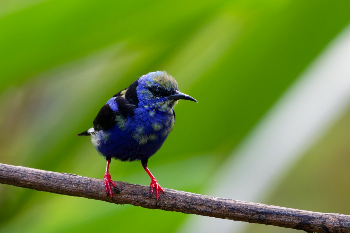 Red-legged Honeycreeper - ML645976300