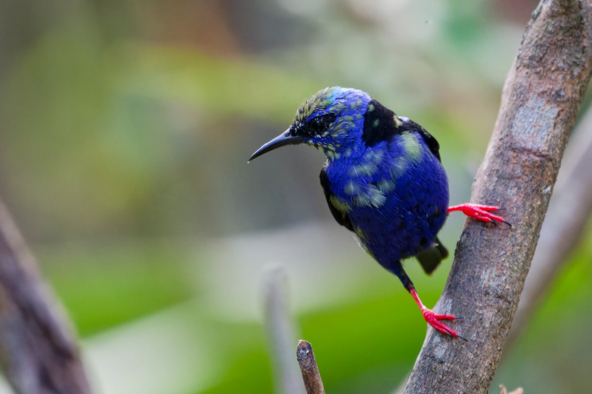 Red-legged Honeycreeper - ML645976301