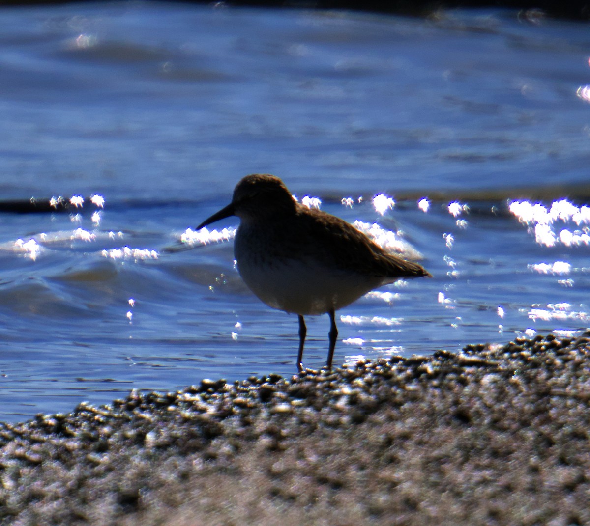 Least Sandpiper - ML645976306