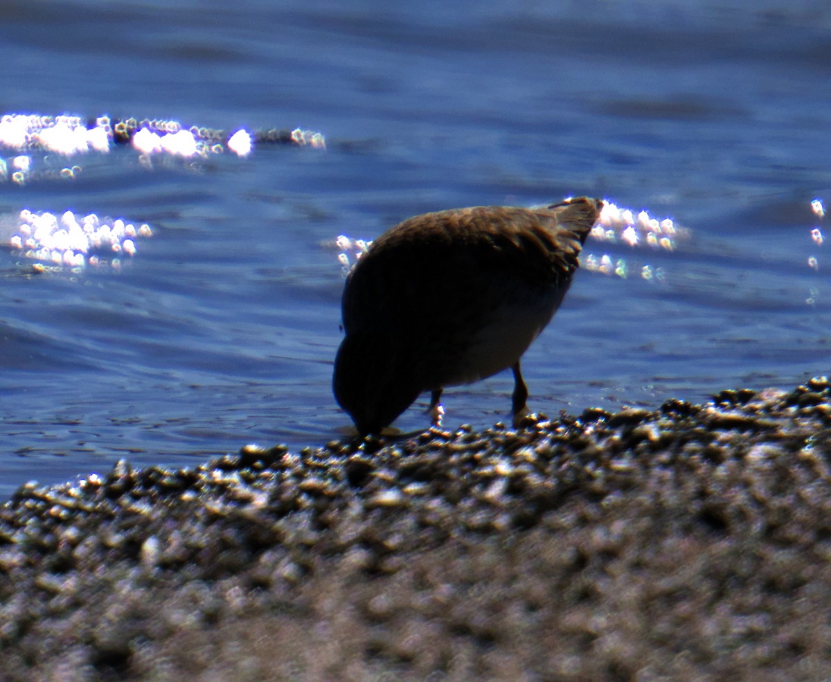 Least Sandpiper - ML645976308