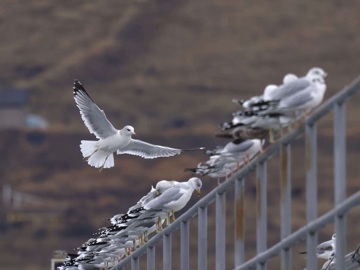 California Gull - ML645976309