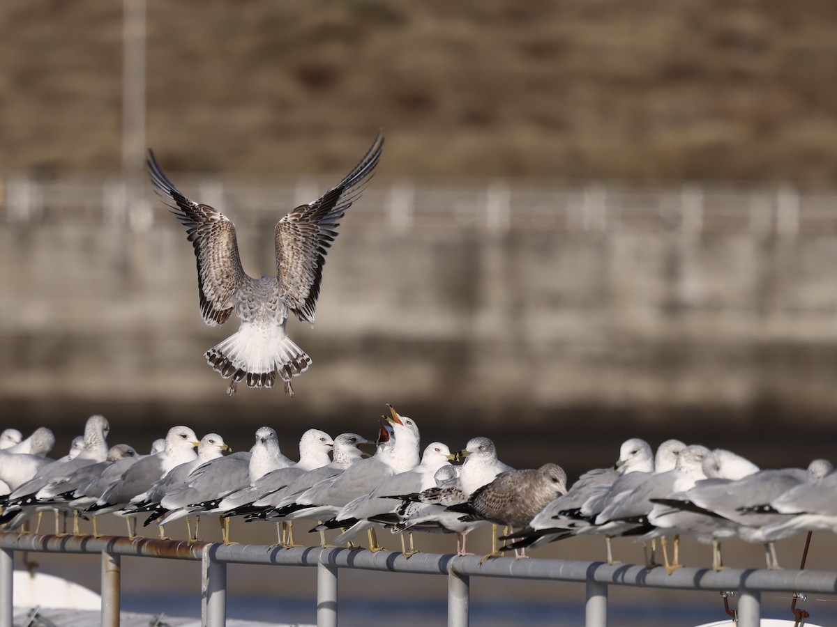 Ring-billed Gull - ML645976324