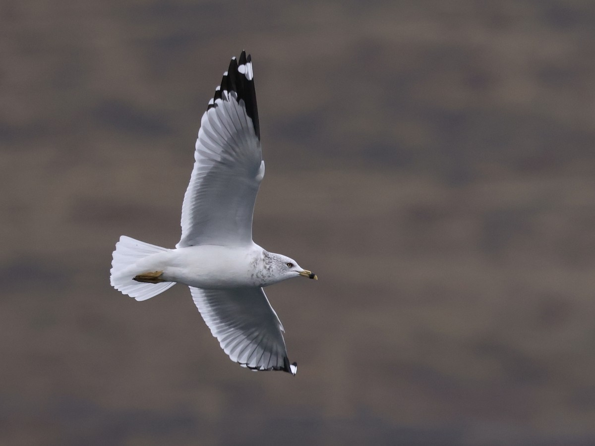 Ring-billed Gull - ML645976325