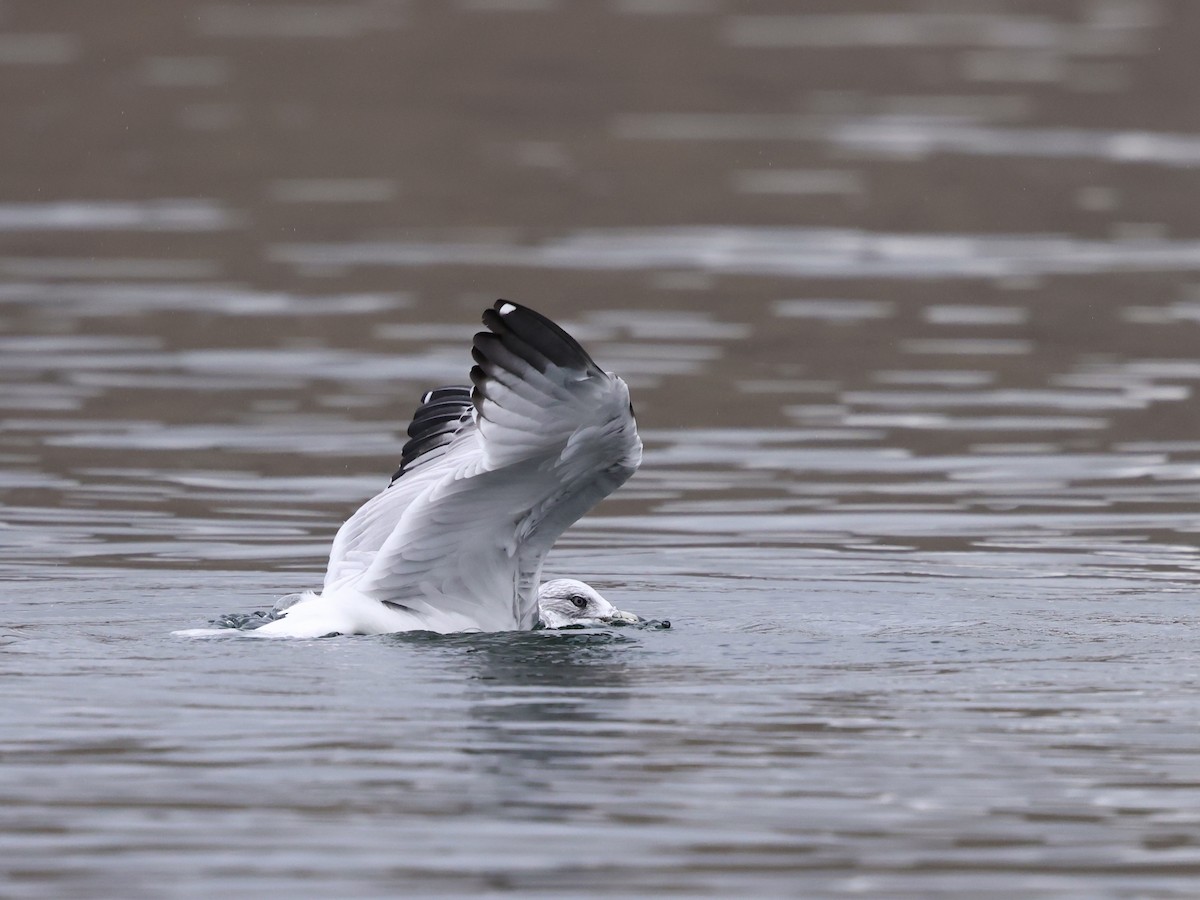 Ring-billed Gull - ML645976326