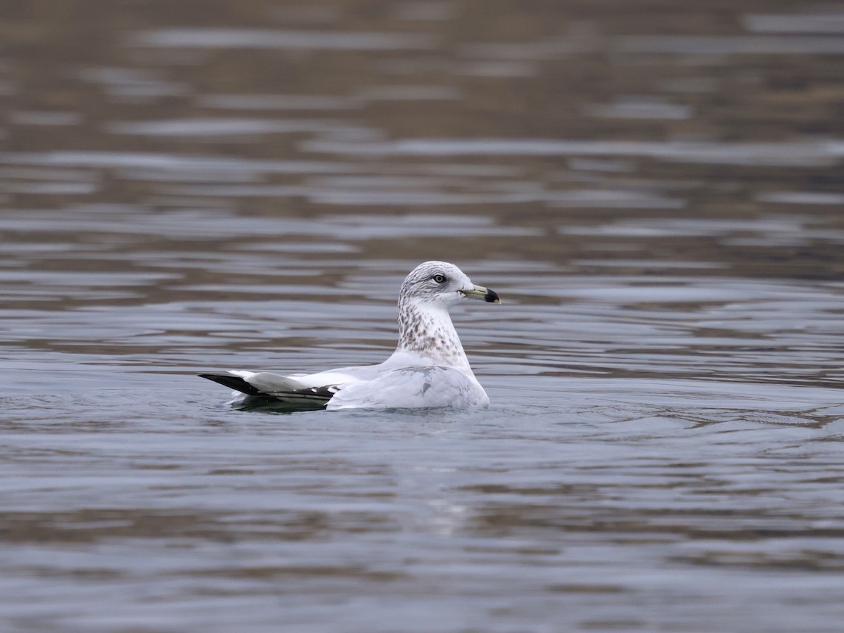 Ring-billed Gull - ML645976327