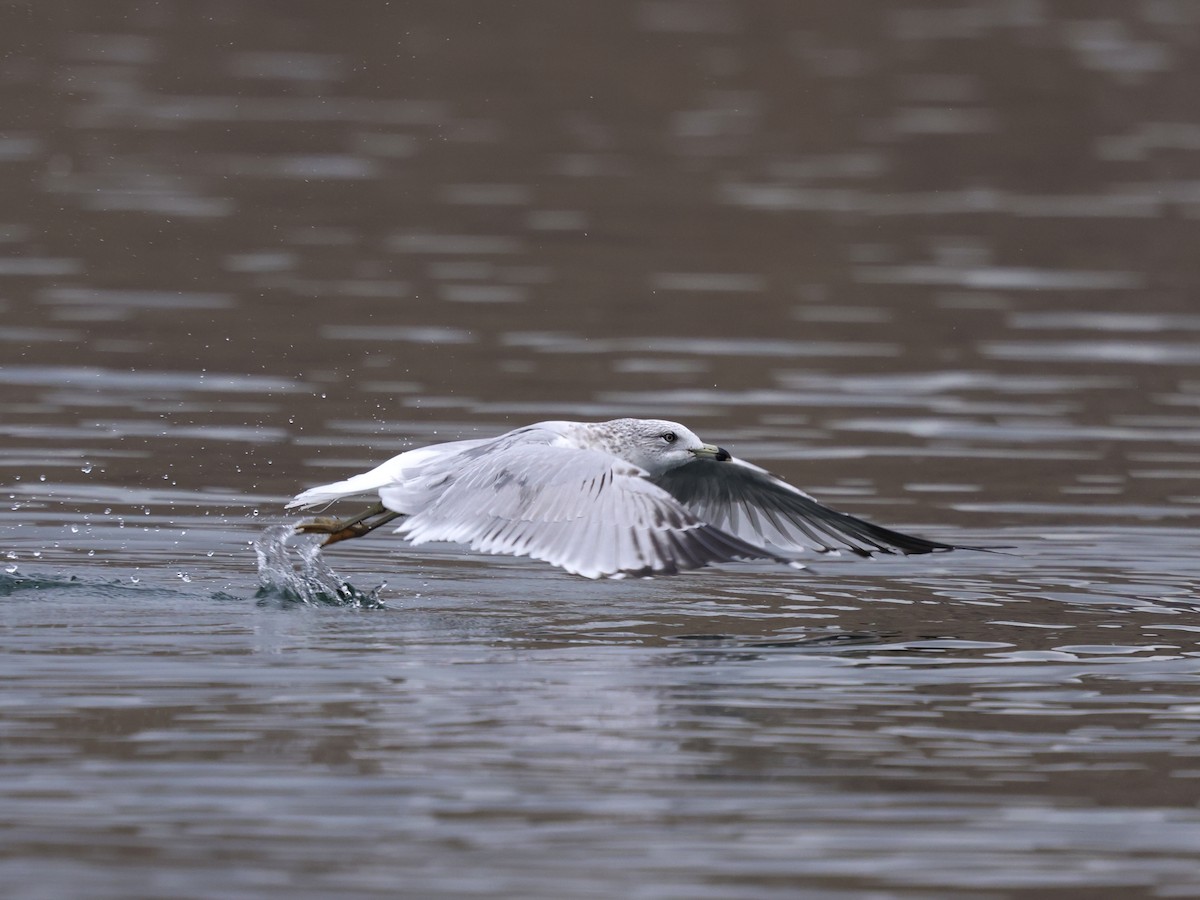 Ring-billed Gull - ML645976328