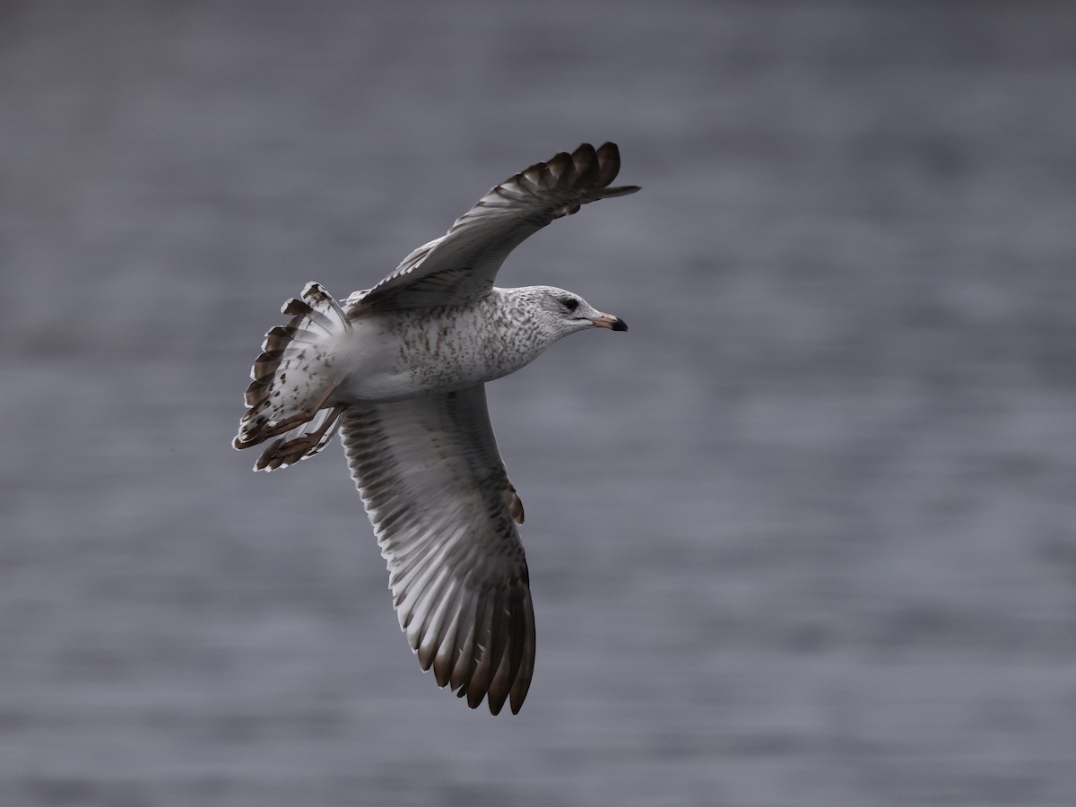 Ring-billed Gull - ML645976329