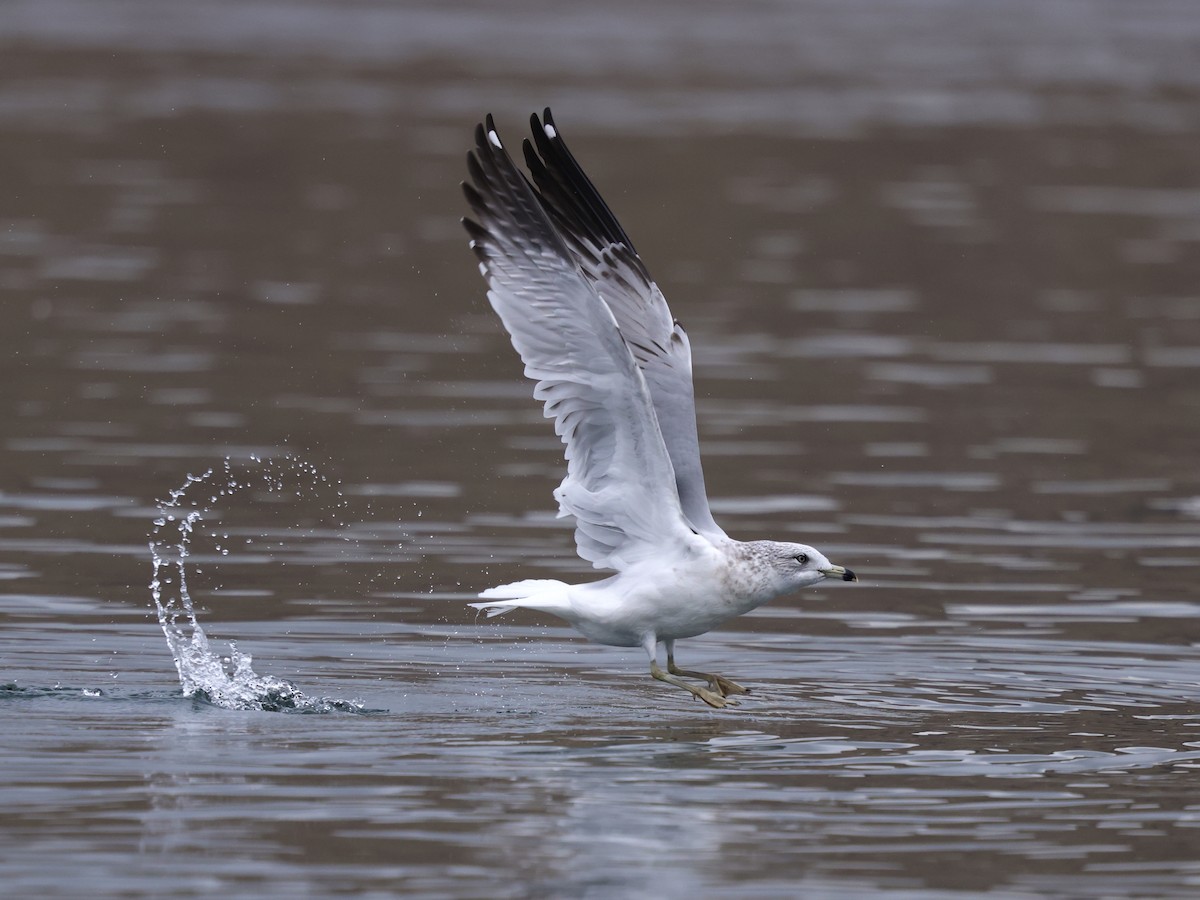 Ring-billed Gull - ML645976330