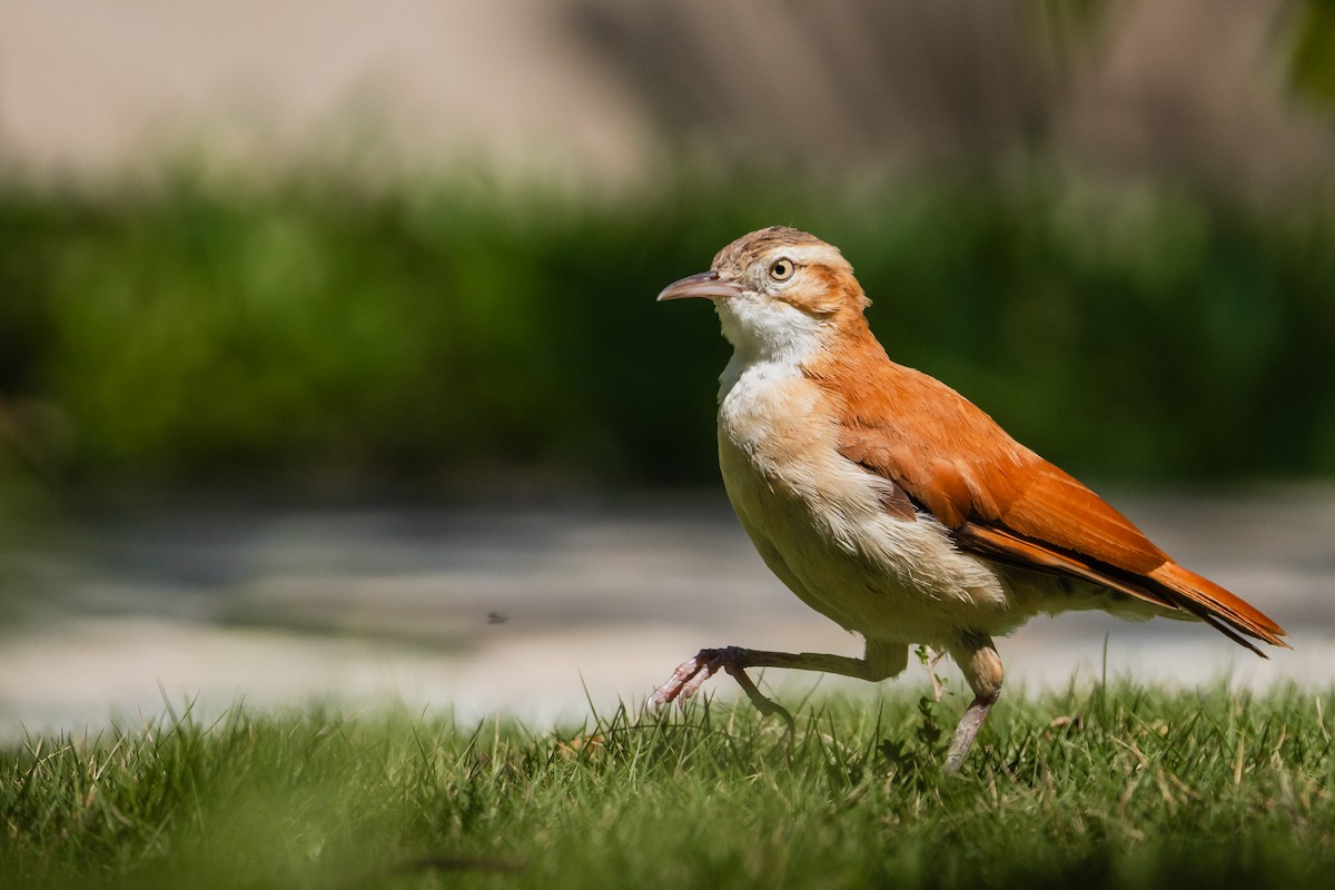 Pacific Hornero - ML645976334