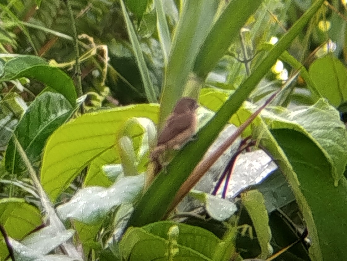 Chestnut Munia - ML645976335