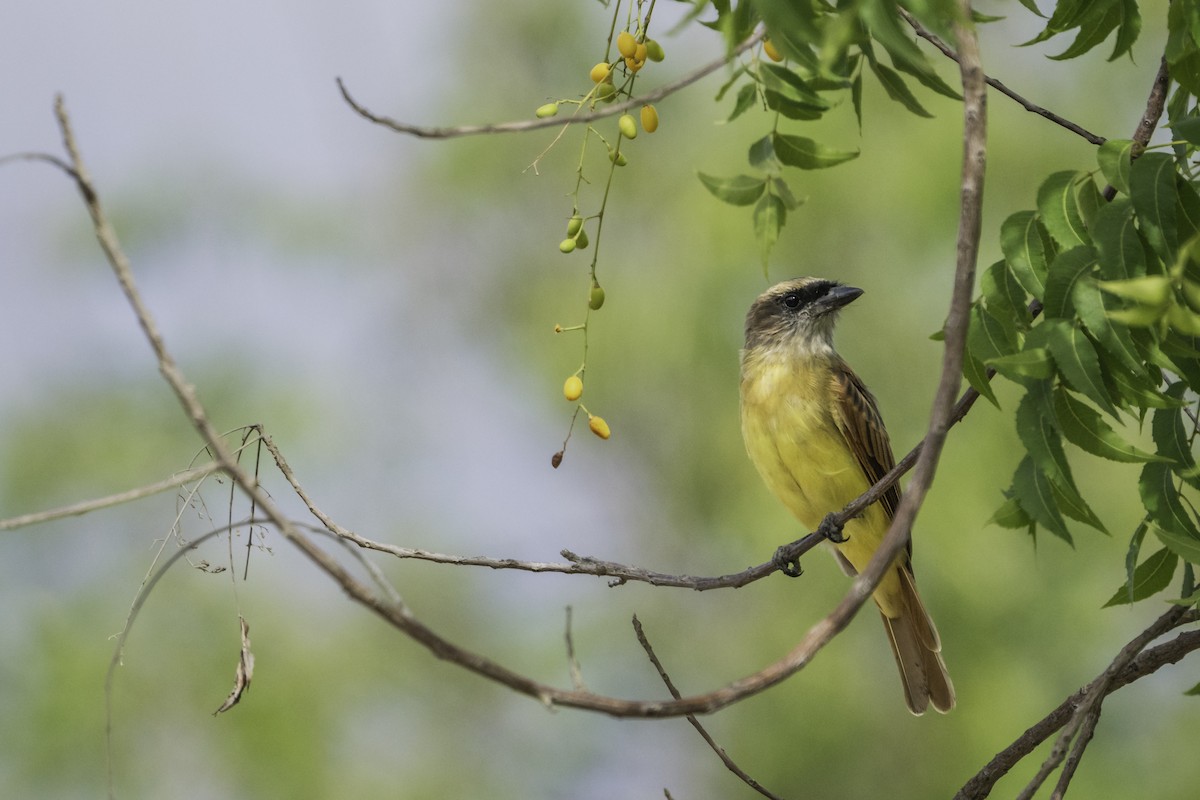 Baird's Flycatcher - ML645976341