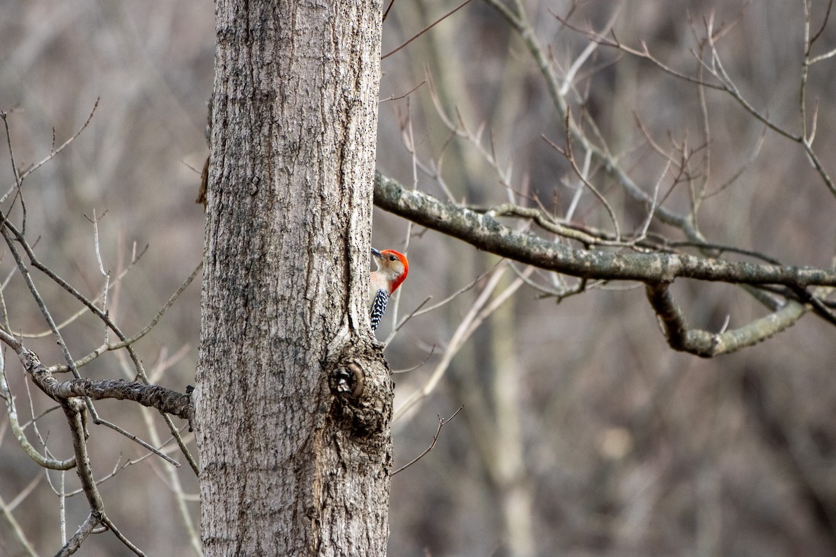Red-bellied Woodpecker - ML645976347
