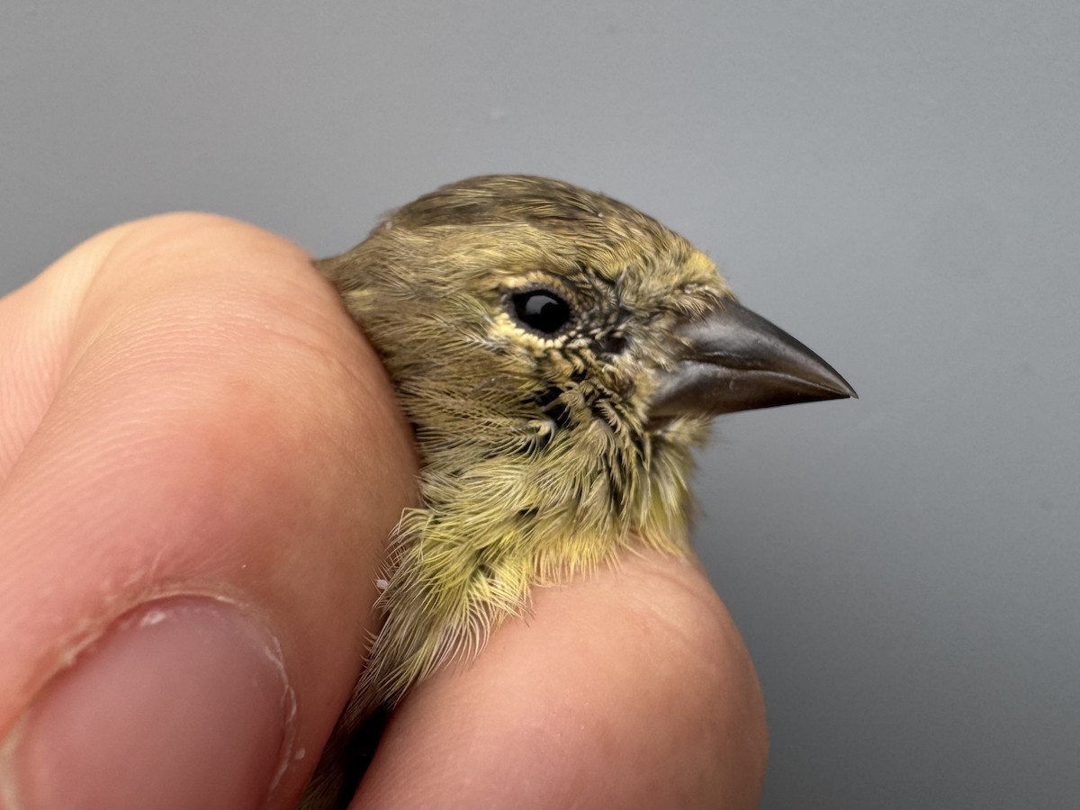 čížek žlutý - ML645976348