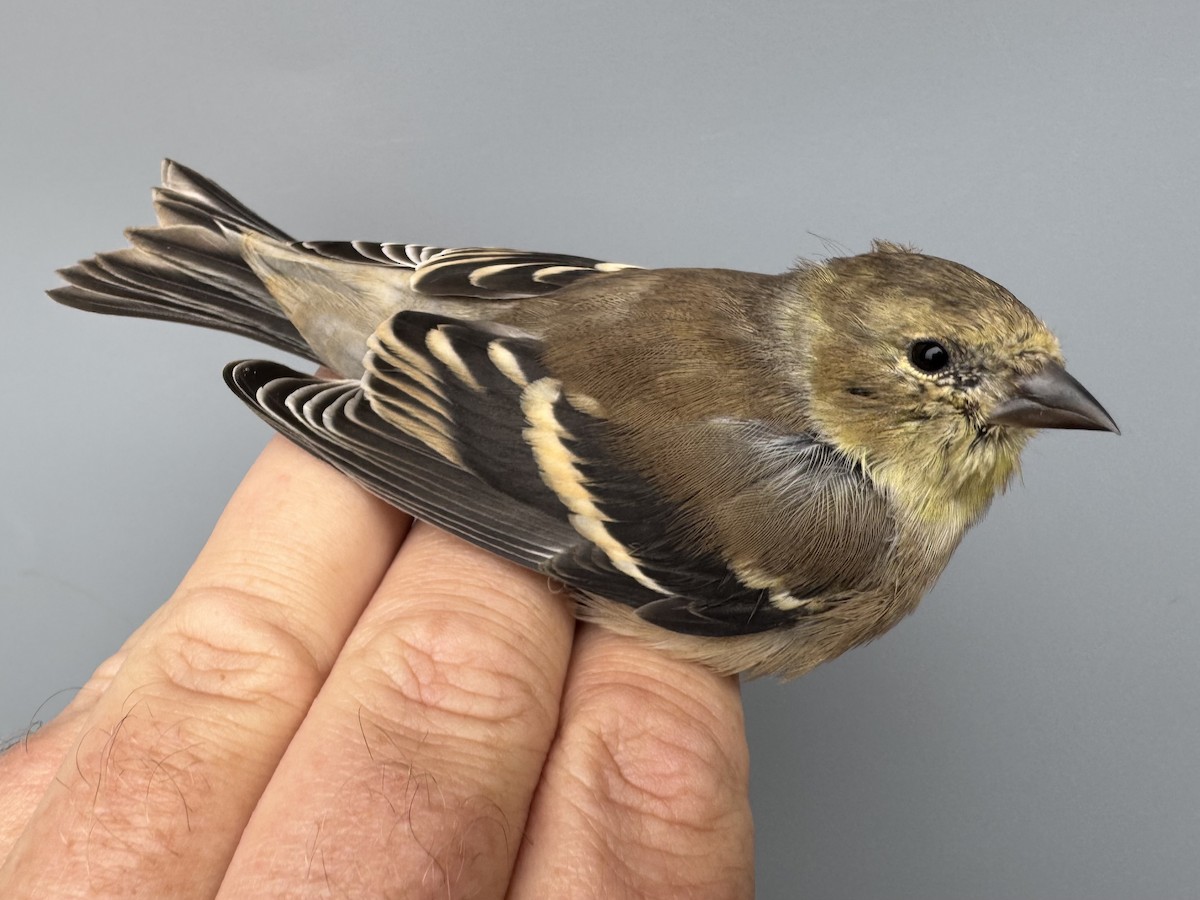 čížek žlutý - ML645976349