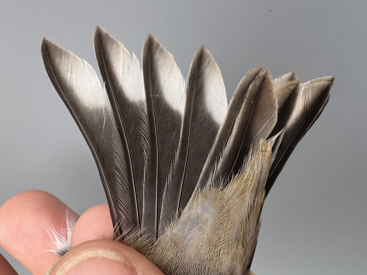 čížek žlutý - ML645976350