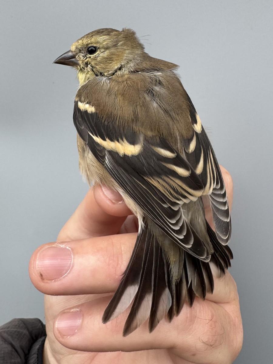 čížek žlutý - ML645976351