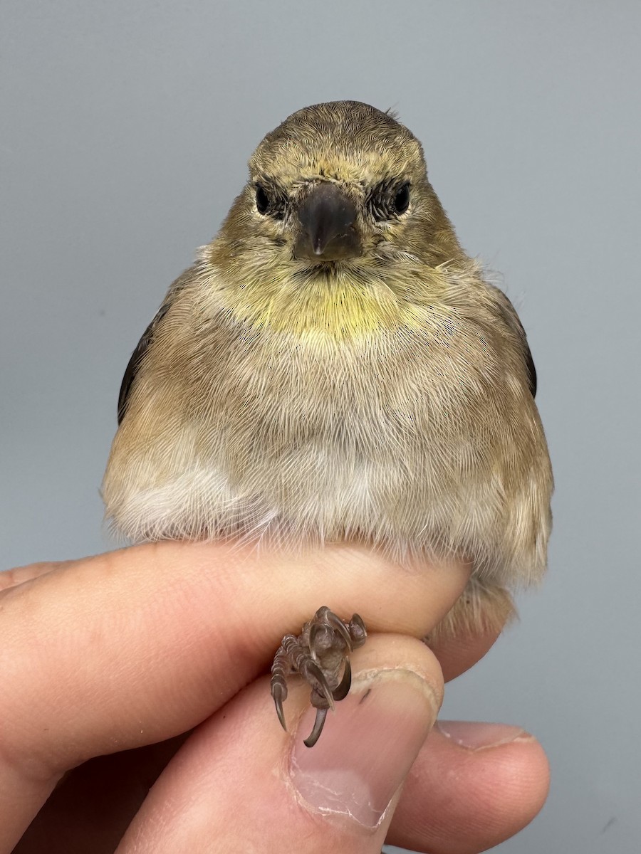 čížek žlutý - ML645976352