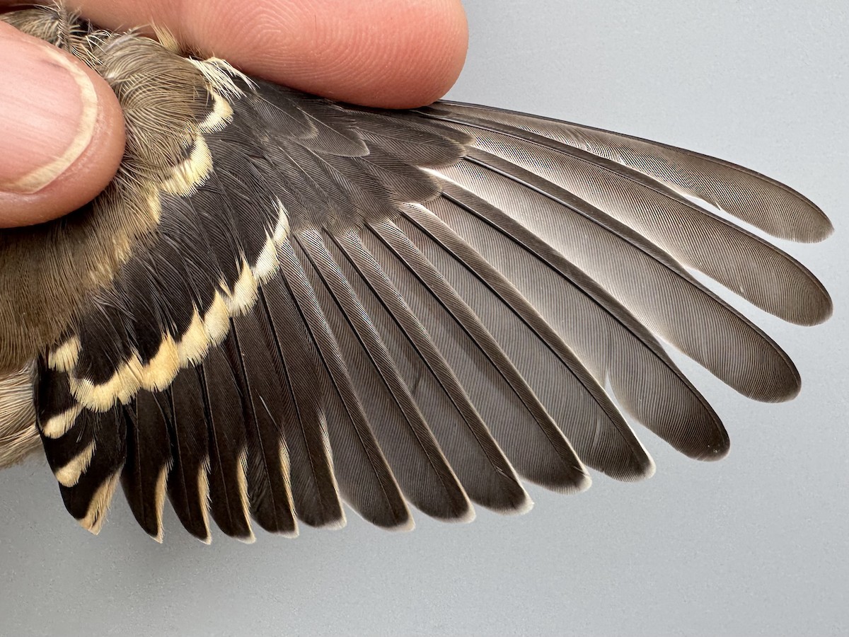 čížek žlutý - ML645976353