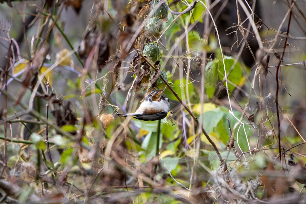 Tufted Titmouse - ML645976354