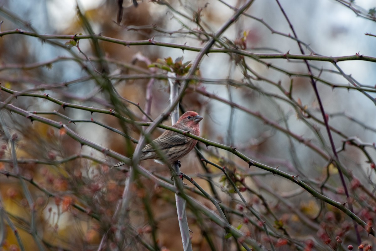 House Finch - ML645976358