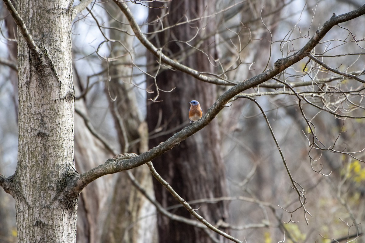 Eastern Bluebird - ML645976367