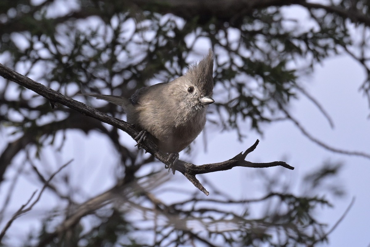 Juniper Titmouse - ML645976370