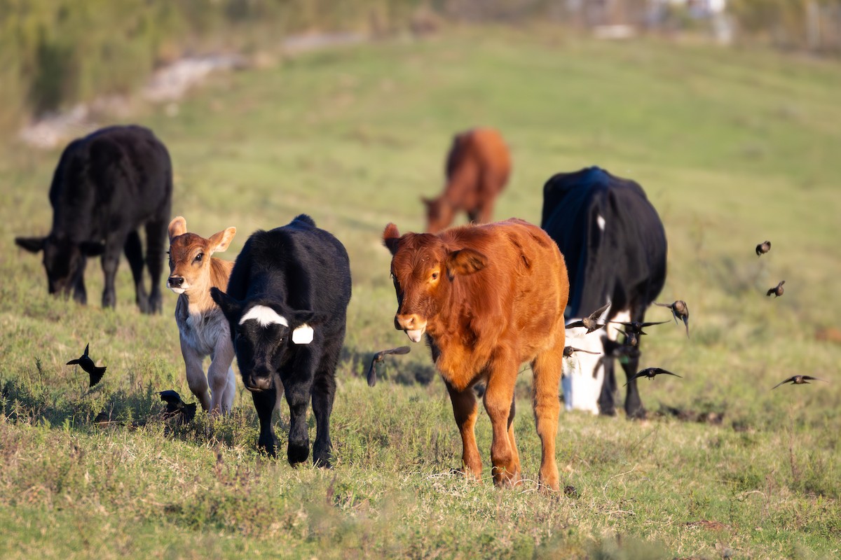 Brown-headed Cowbird - ML645976375