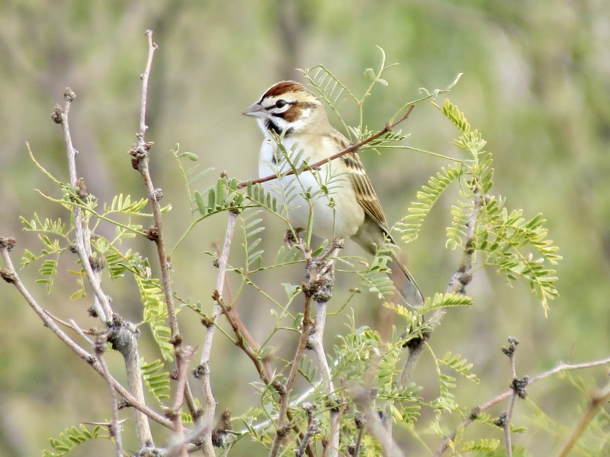 Lark Sparrow - ML645976378