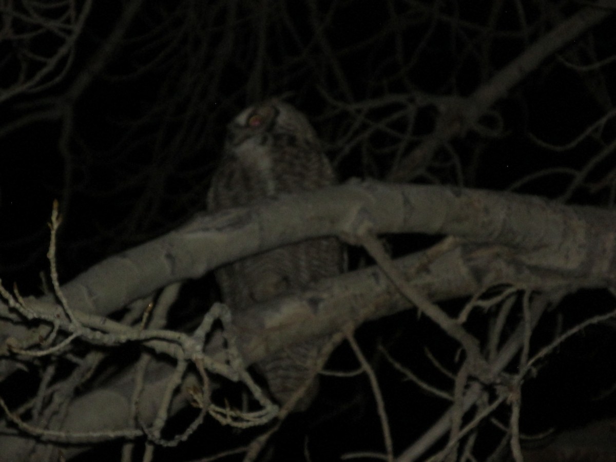 Great Horned Owl - ML645976379