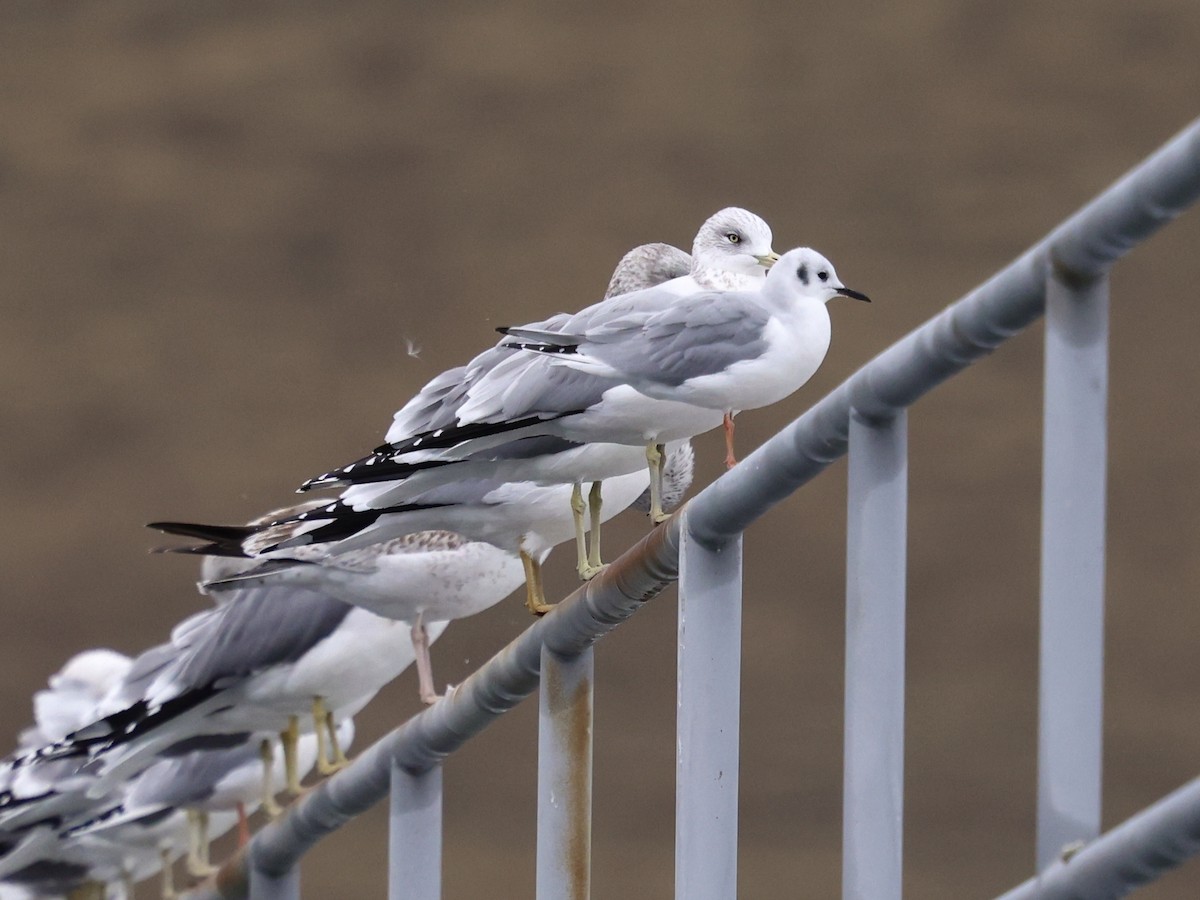 Bonaparte's Gull - ML645976383