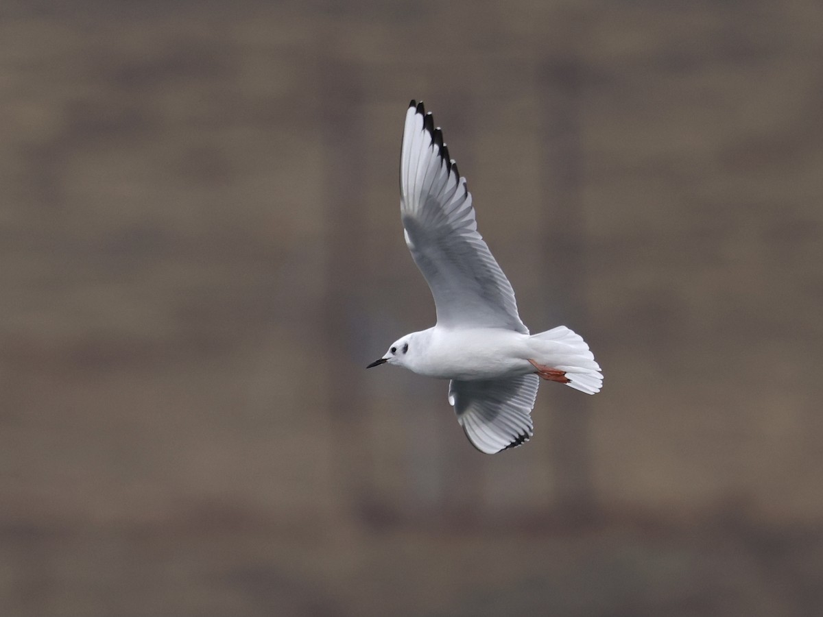 Bonaparte's Gull - ML645976384