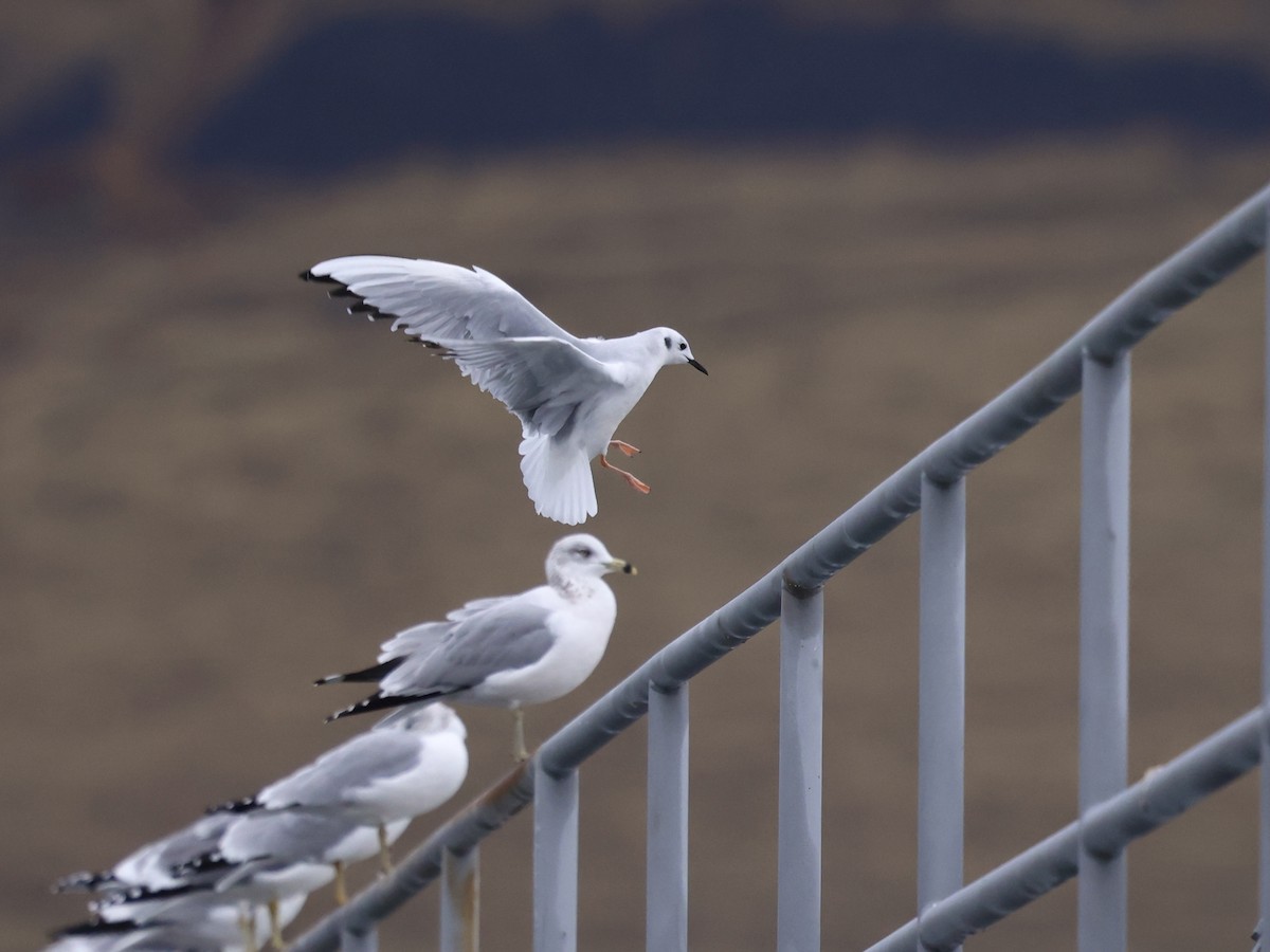 Bonaparte's Gull - ML645976385