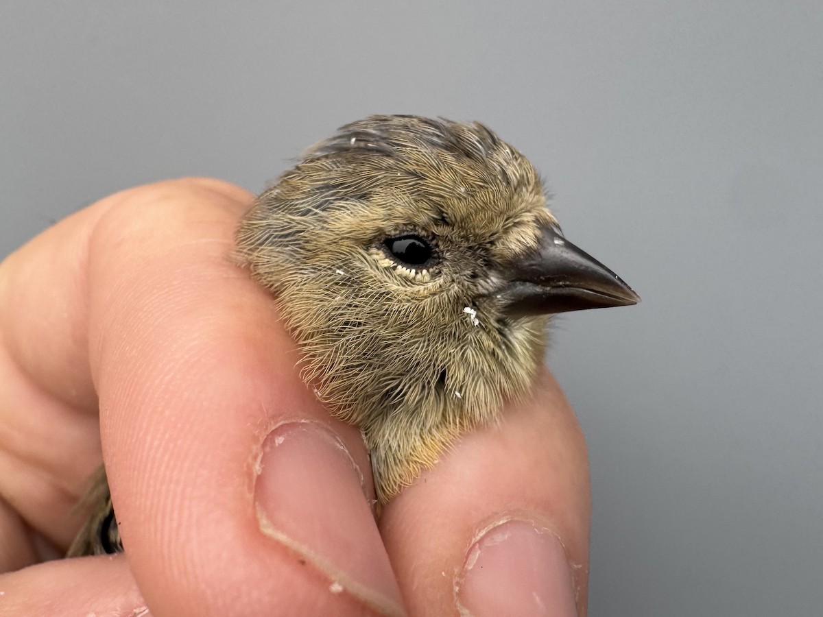 čížek žlutý - ML645976386