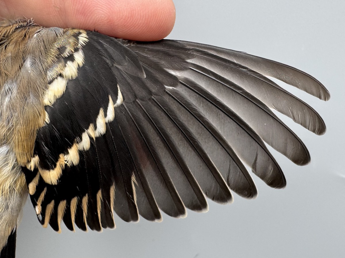 čížek žlutý - ML645976387