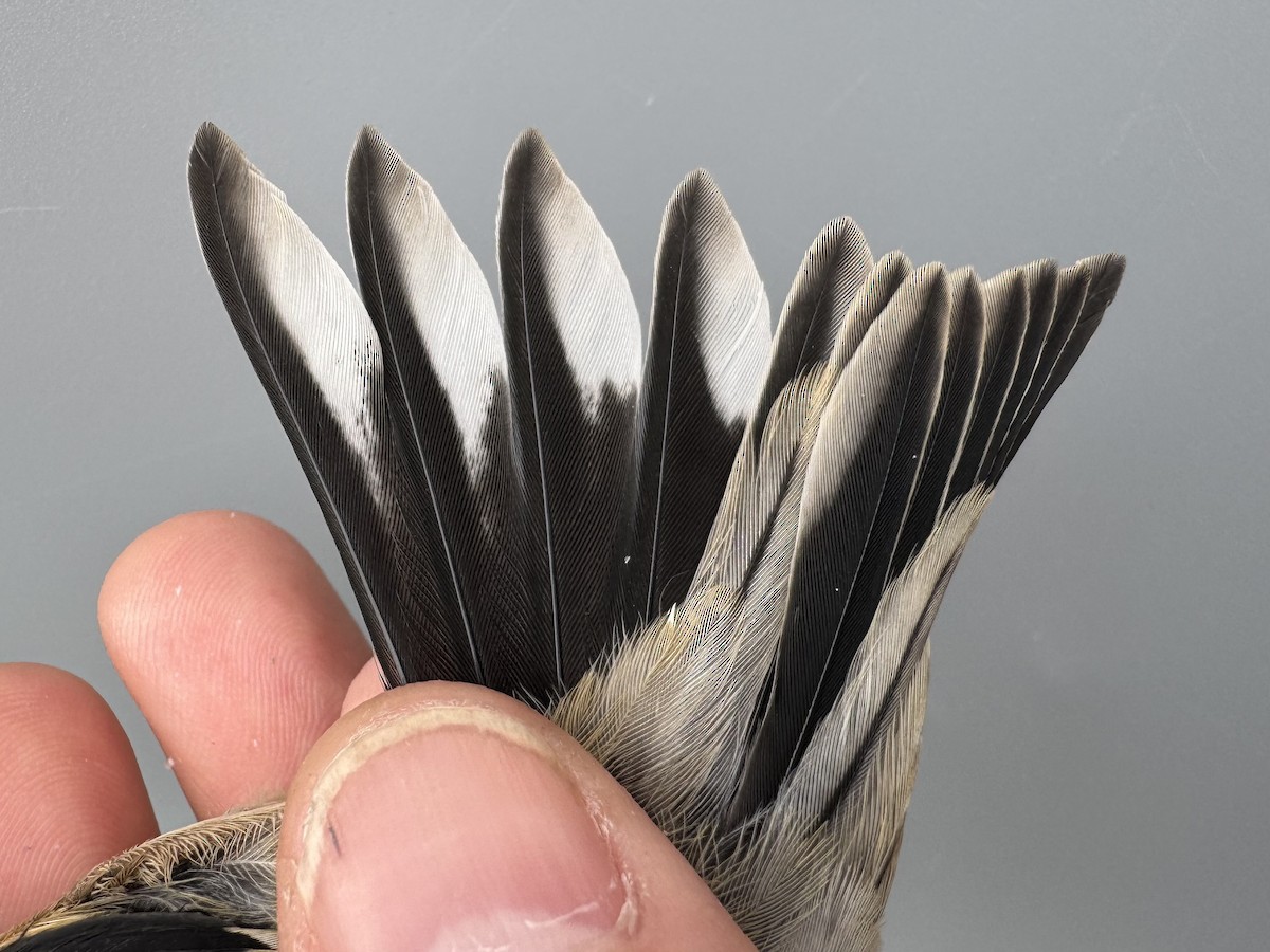 čížek žlutý - ML645976388