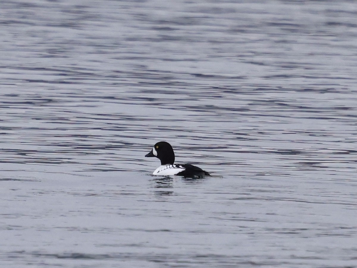 Common x Barrow's Goldeneye (hybrid) - ML645976392