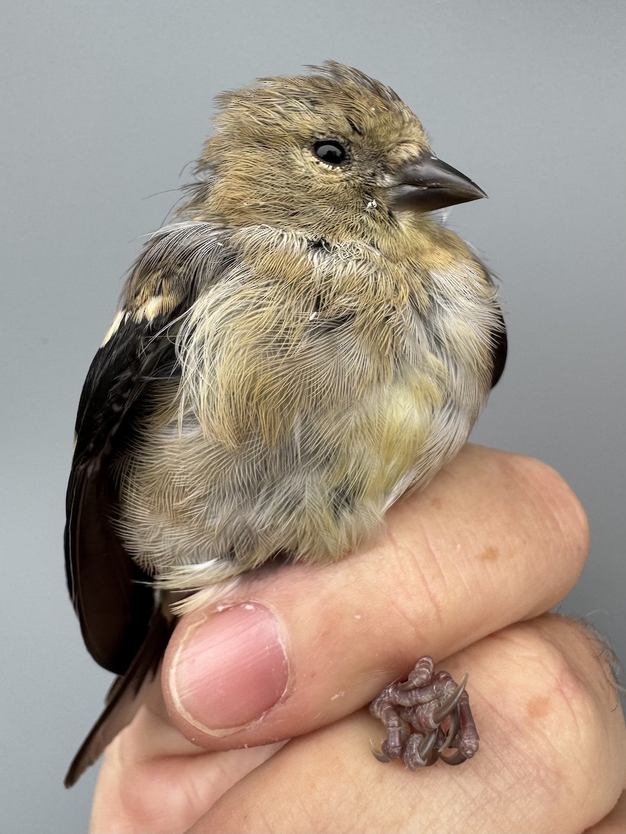 čížek žlutý - ML645976393