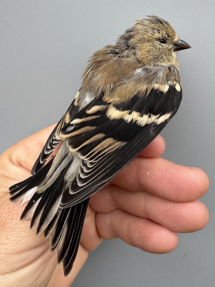 čížek žlutý - ML645976394