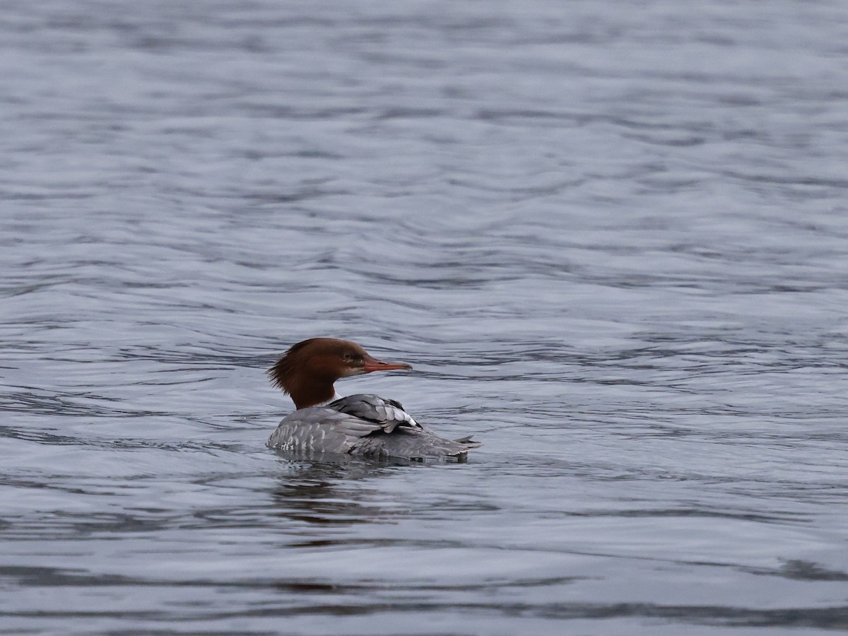 Common Merganser - ML645976400