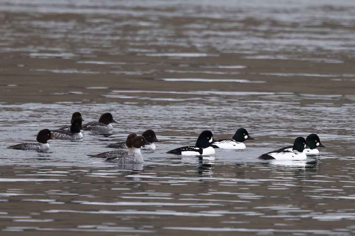 Barrow's Goldeneye - ML645976406