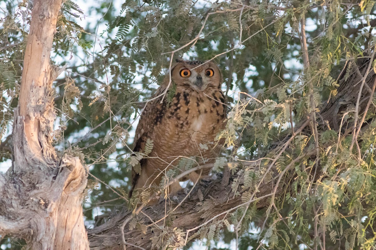 Pharaoh Eagle-Owl - ML645976408