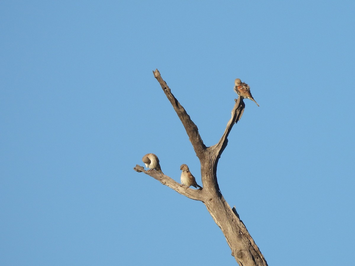 Southern Gray-headed Sparrow - ML645976409