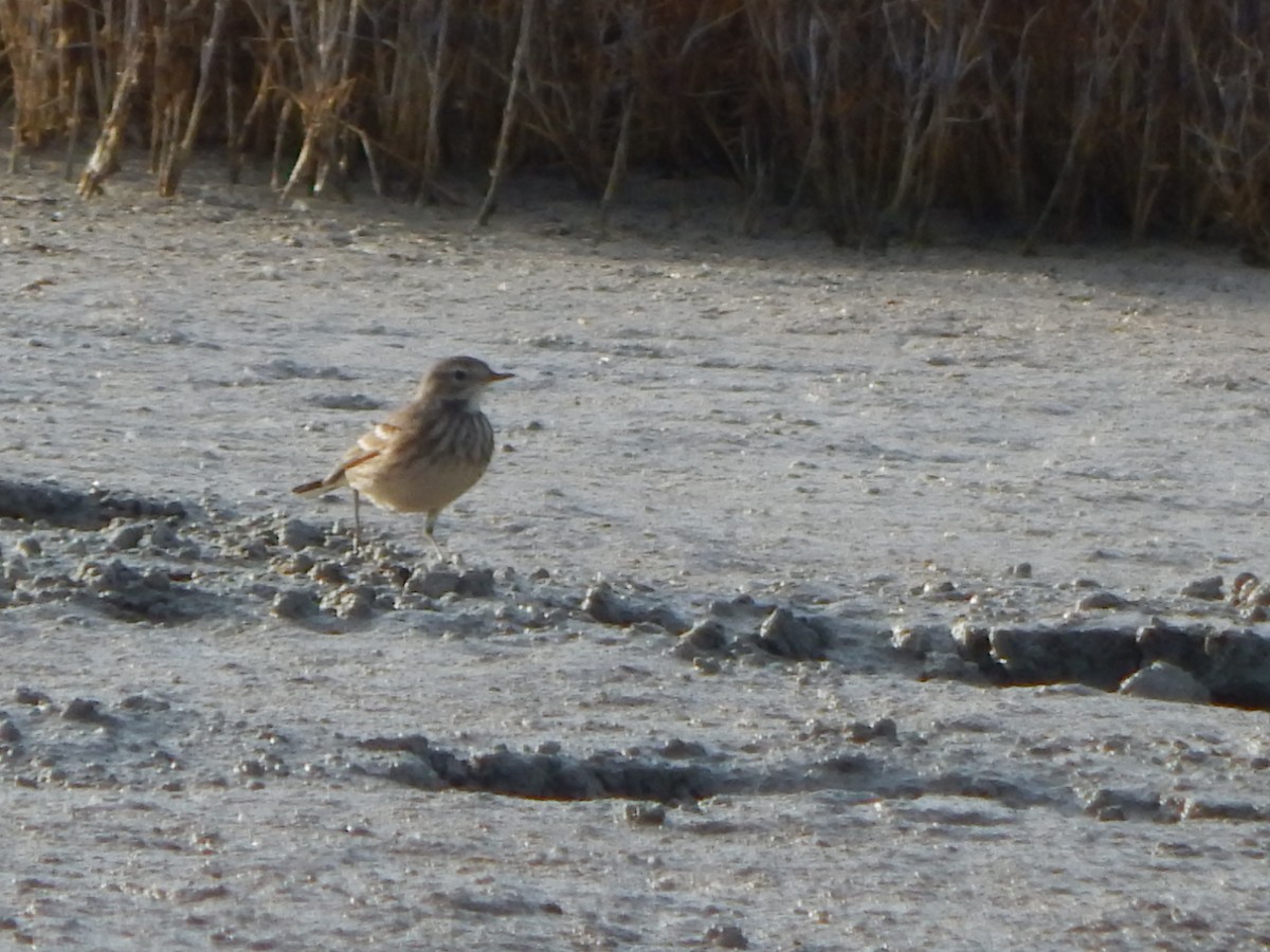 American Pipit - ML645976410