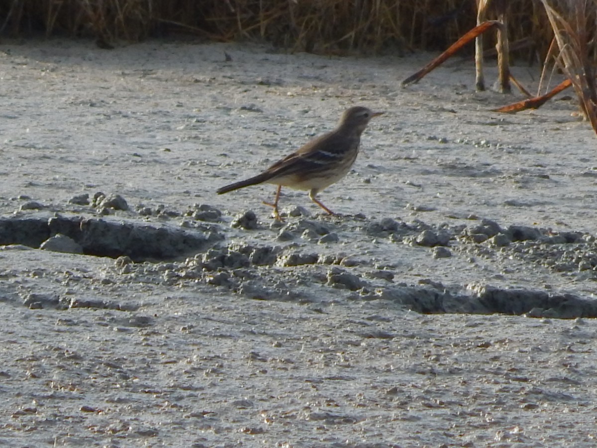 American Pipit - ML645976411