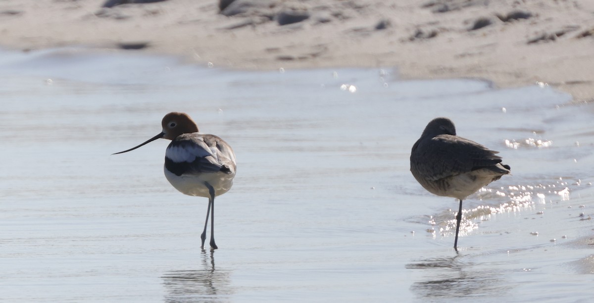 American Avocet - ML645976412