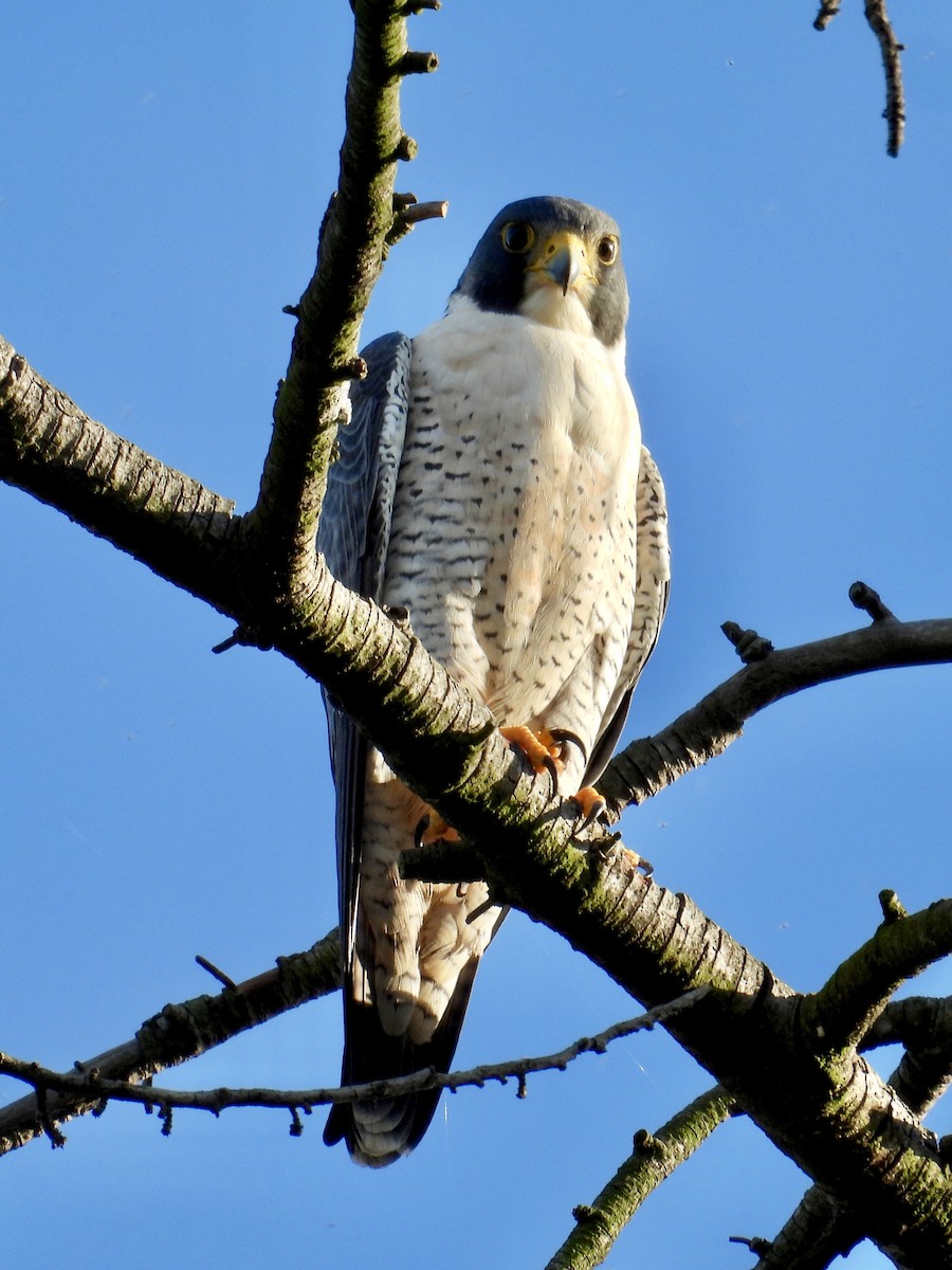 遊隼 - ML645976414