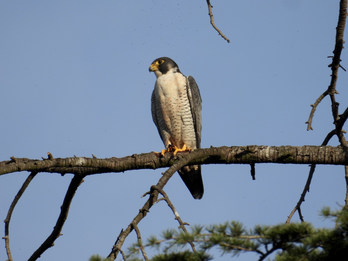 遊隼 - ML645976415